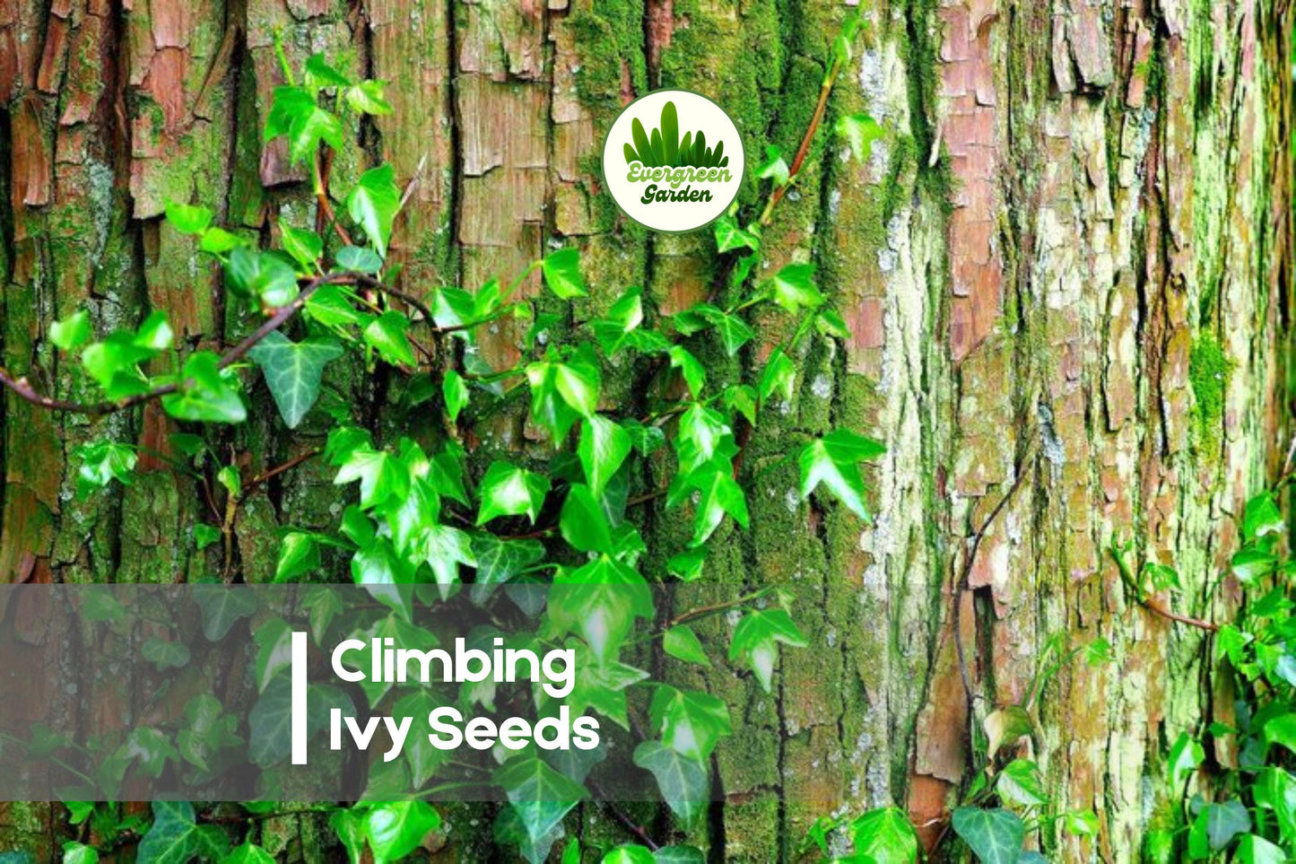 50 Boston Ivy Seeds - Climbing Vine for Walls, Fences & Trellises, Parthenocissus tricuspidata, Green Foliage
