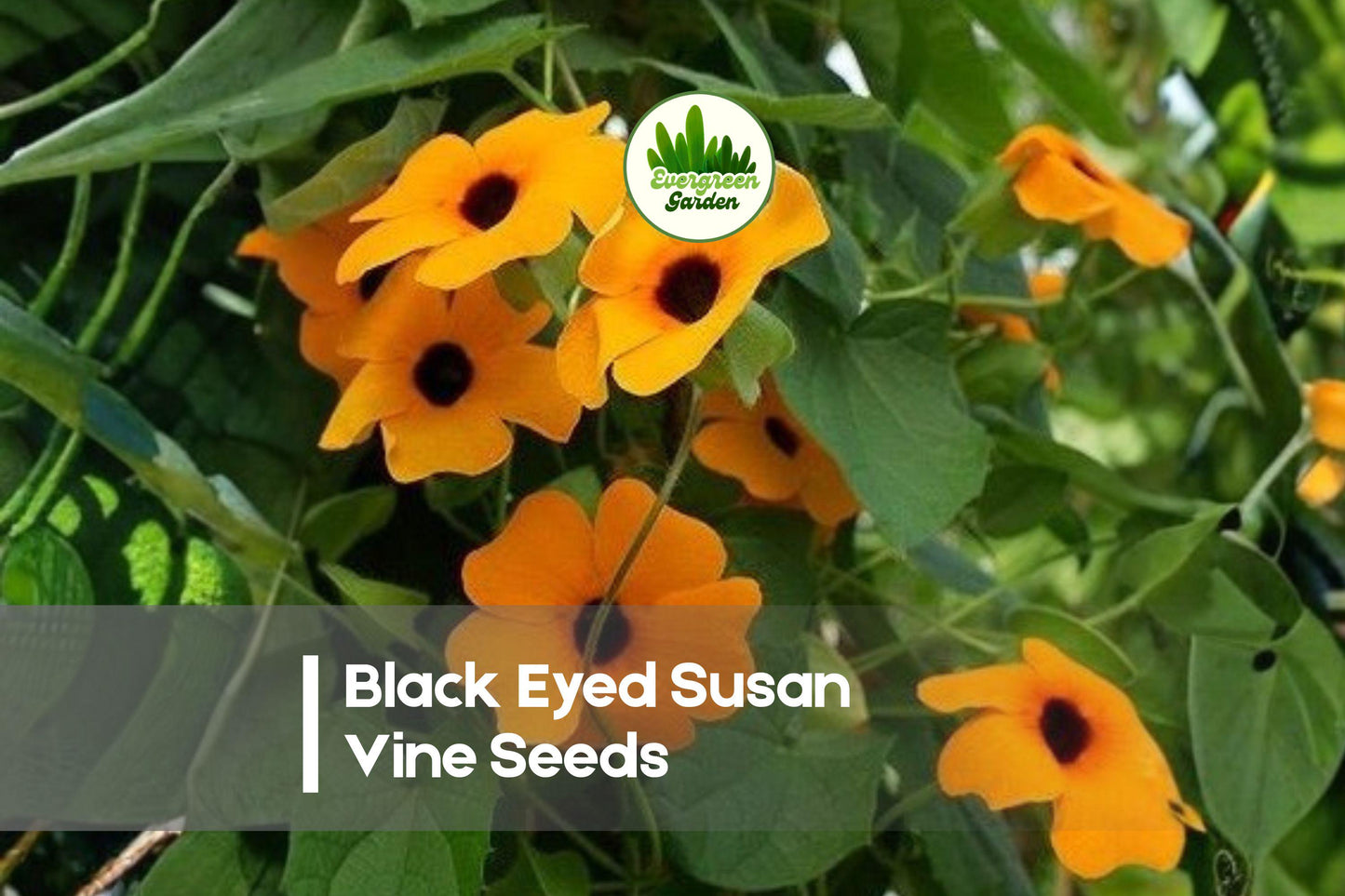 Black Eyed Susan Vine Seeds, Thunbergia alata, Climbing Vine, Bright Orange & Yellow Flowers, 500 Pack