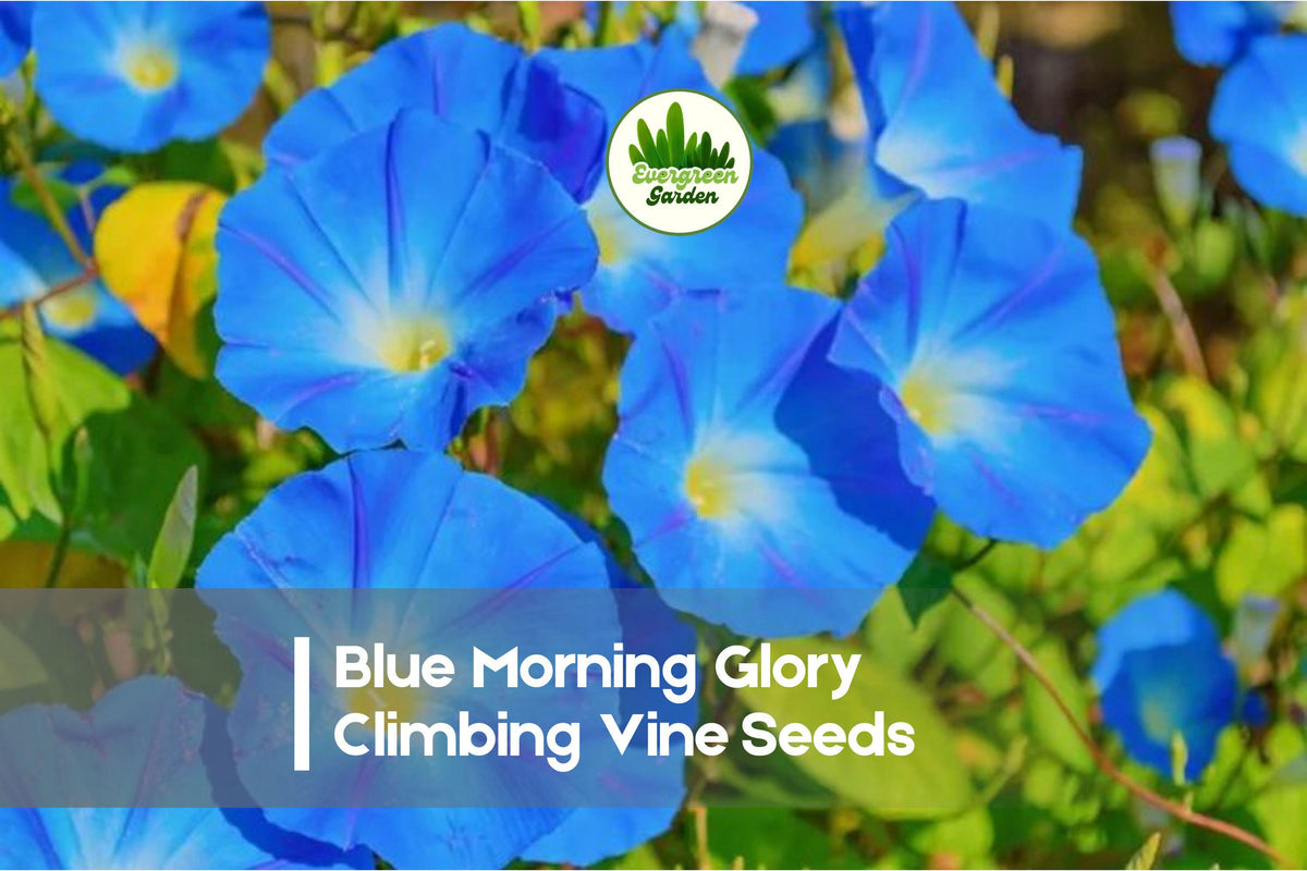 Blue Morning Glory Seeds, Ipomoea tricolor, Climbing Vine, Vibrant Sky-Blue Flowers, Fast-Growing Annual for Trellises & Fences
