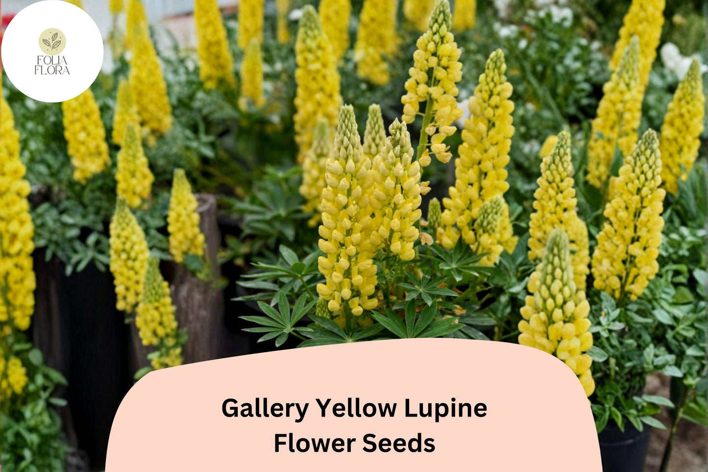Gallery Yellow Lupine Seeds, Lupinus polyphyllus, Perennial Flowers, Bright Yellow Blooms, Pollinator-Friendly, Cottage Garden Plant