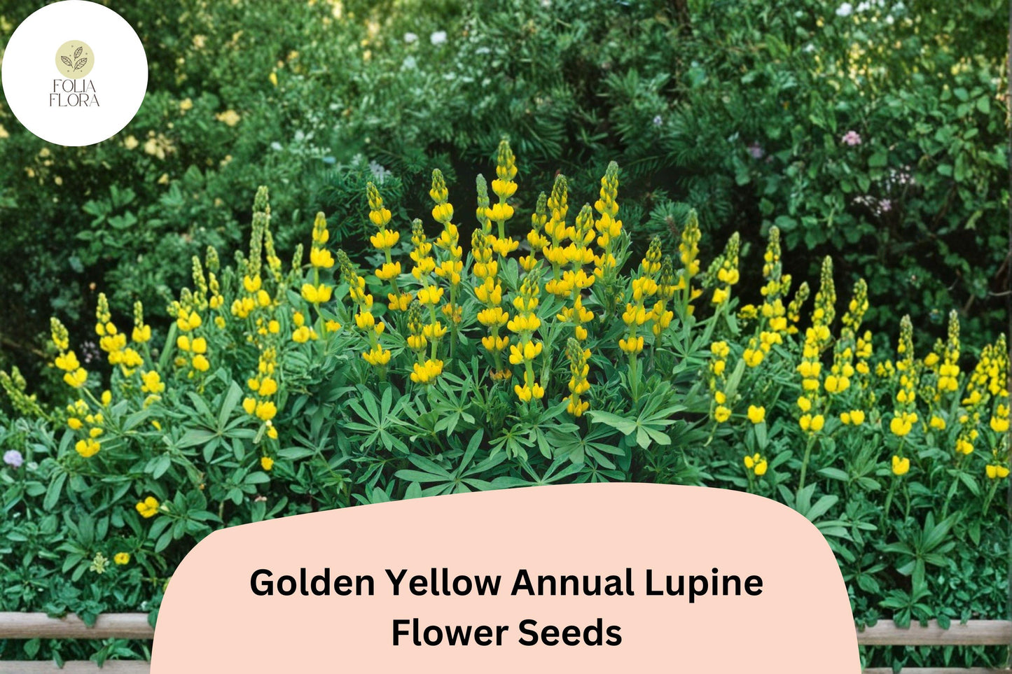 Golden Yellow Annual Lupine Seeds | Lupinus densiflorus | Bright Yellow Flower Spikes | Easy Garden Wildflower Seeds