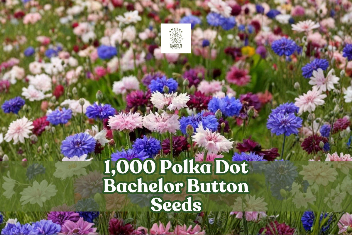 Polka Dot Bachelor Button Seeds 1,000 Pack | Centaurea cyanus Heirloom Non-GMO Wildflower Mix