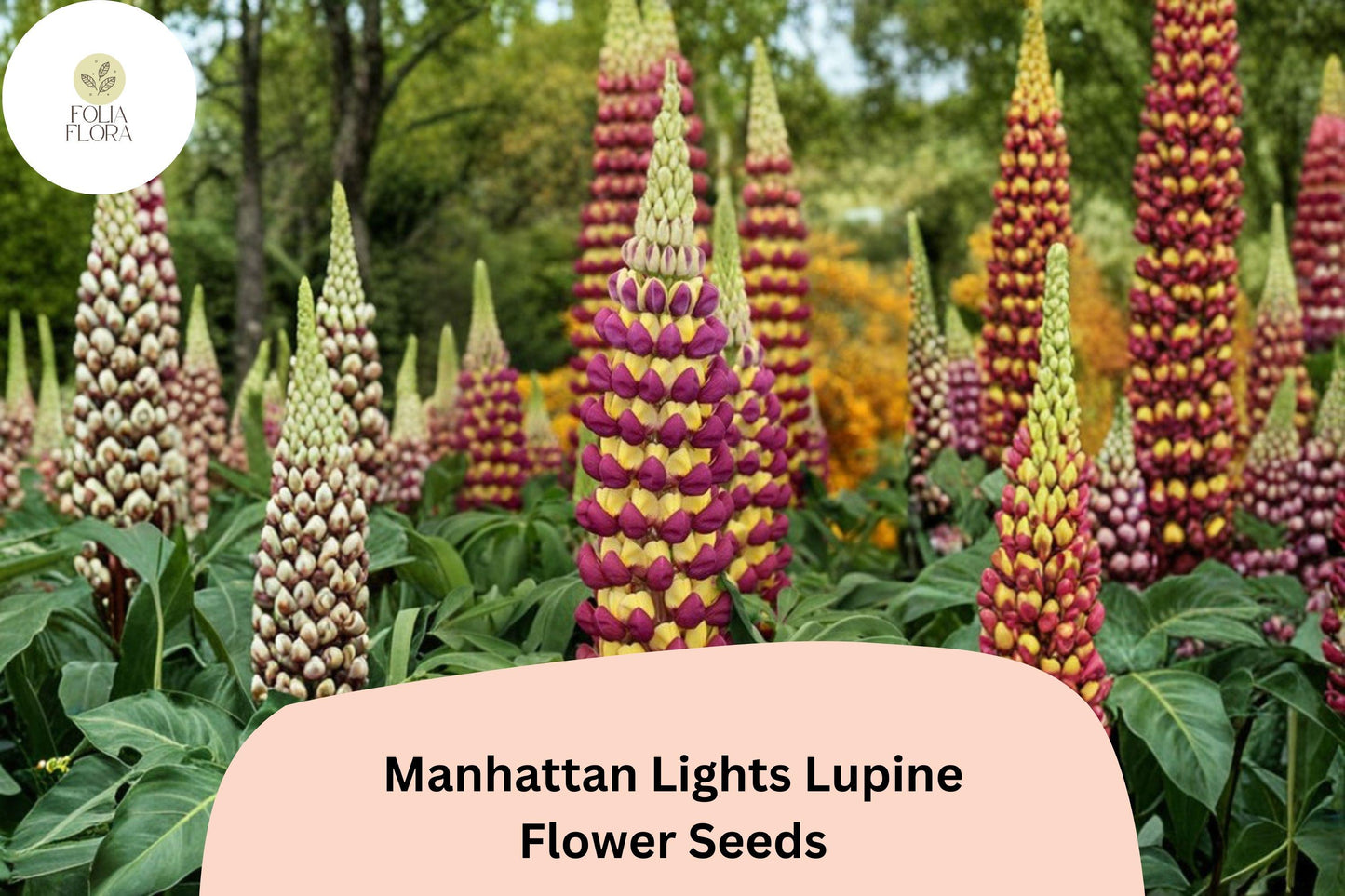 Manhattan Lights Lupine Seeds | Bicolor Purple Yellow Flowering Plant | Tall Perennial Garden Seeds | Lupinus spp.