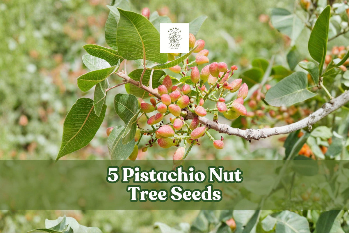 5 Pistachio Nut Tree Seeds | Pistacia vera | Drought-Tolerant, Hardy Fruit Tree for Warm Climates
