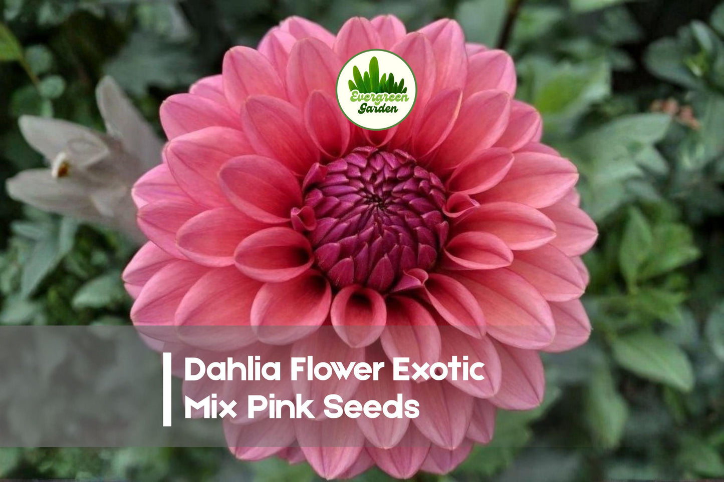 100 Dahlia Flower Seeds, Exotic Mix, Pink & Colorful Varieties, Dahlia variabilis, Garden, Cut-Flower, Border, Container