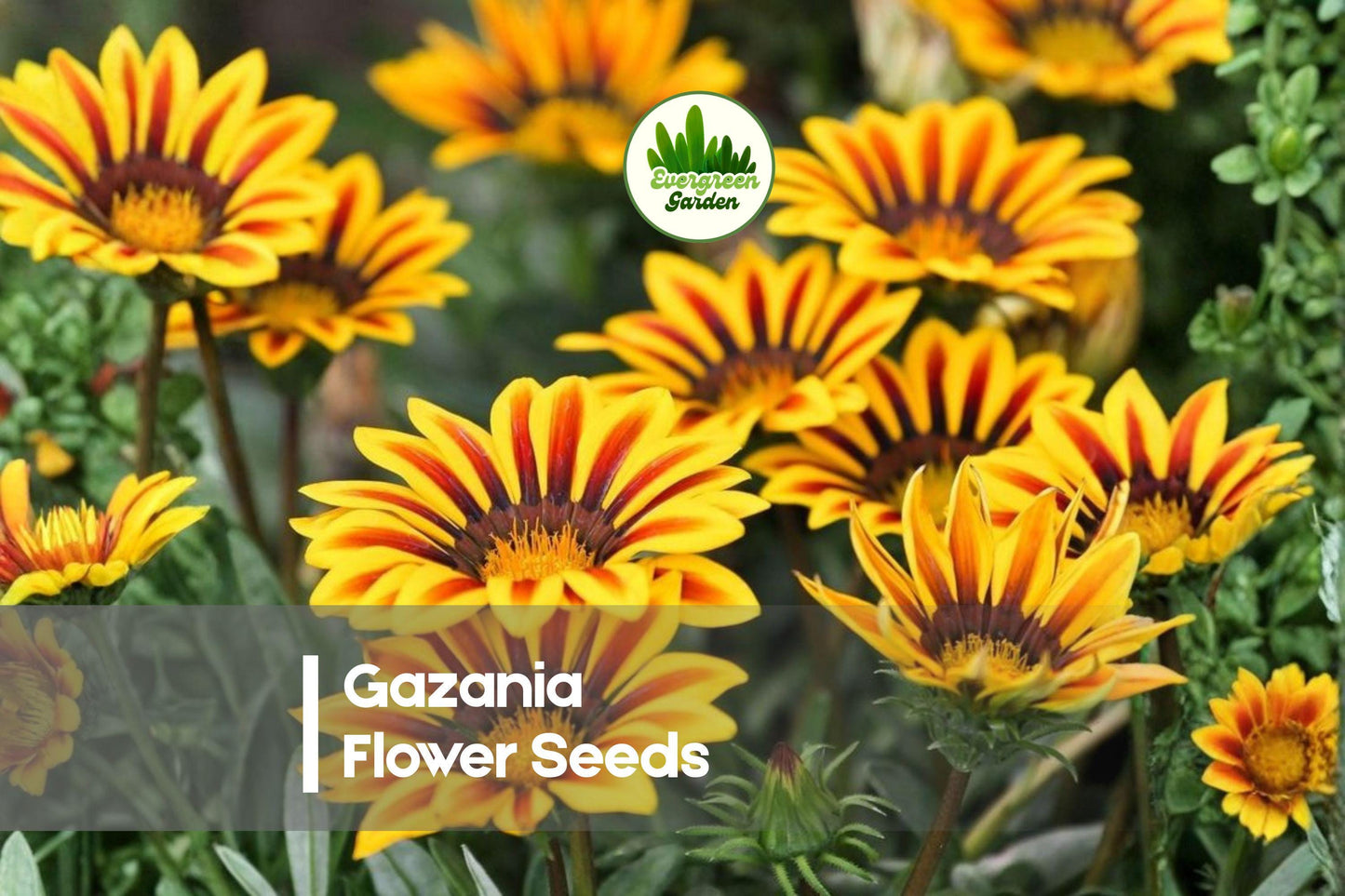 500 Gazania Flower Seeds - Bright Mixed Colors, Drought Tolerant, Full Sun, Gazania rigens, Annual/Perennial for Borders & Containers