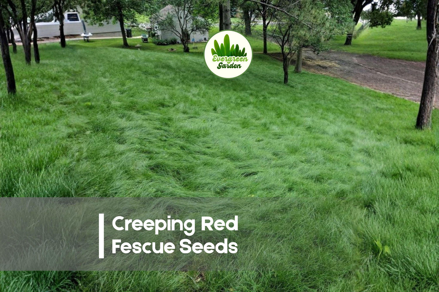 Creeping Red Fescue Seeds 1,000 - Fine-Textured, Shade Tolerant, Cool-Season Grass for Lawns, Ground Cover, Erosion Control - Festuca rubra
