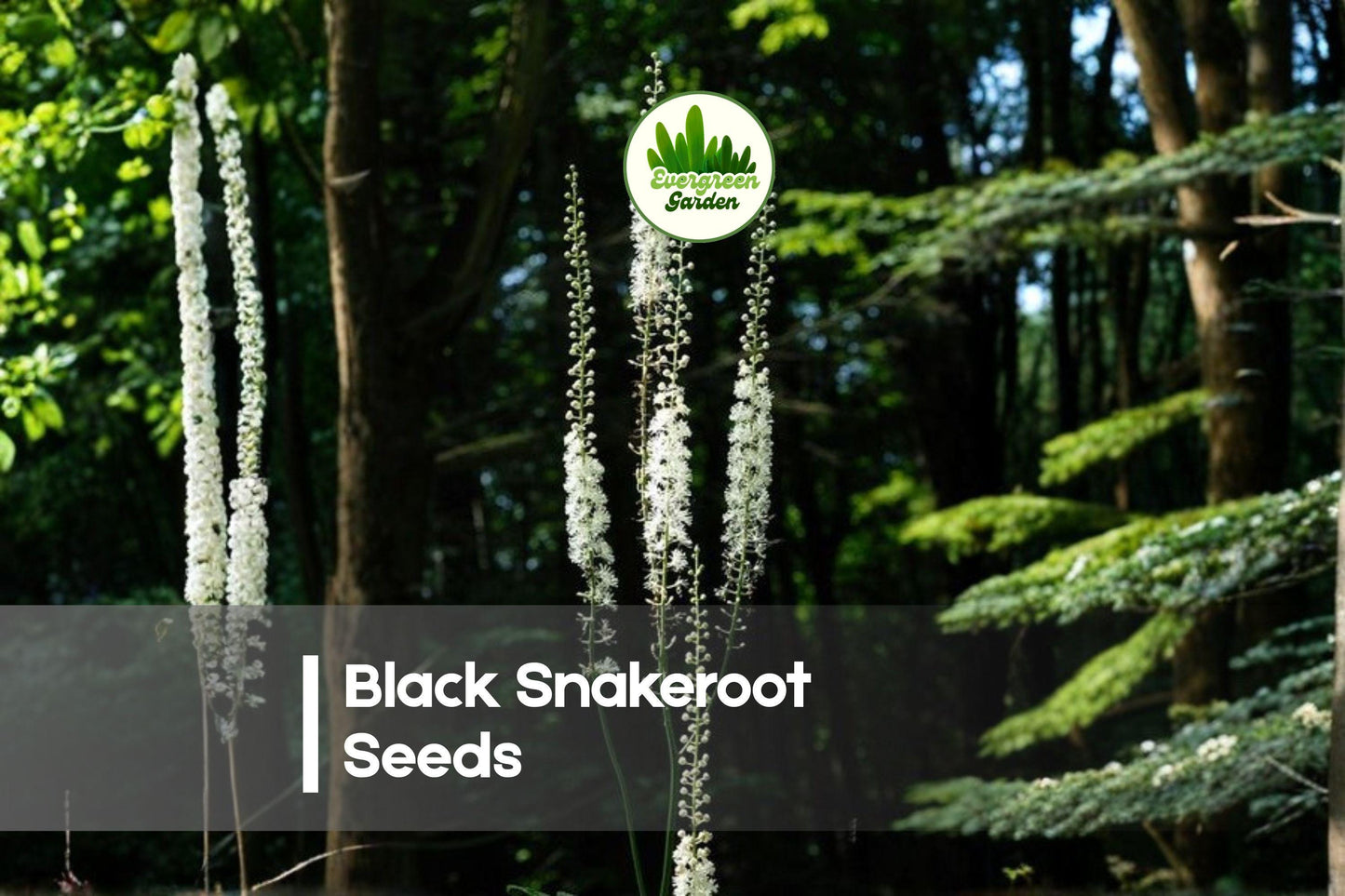 Black Snakeroot Seeds - Perennial, White Flower Spikes, Shade Garden, Cimicifuga racemosa, Woodland Planting
