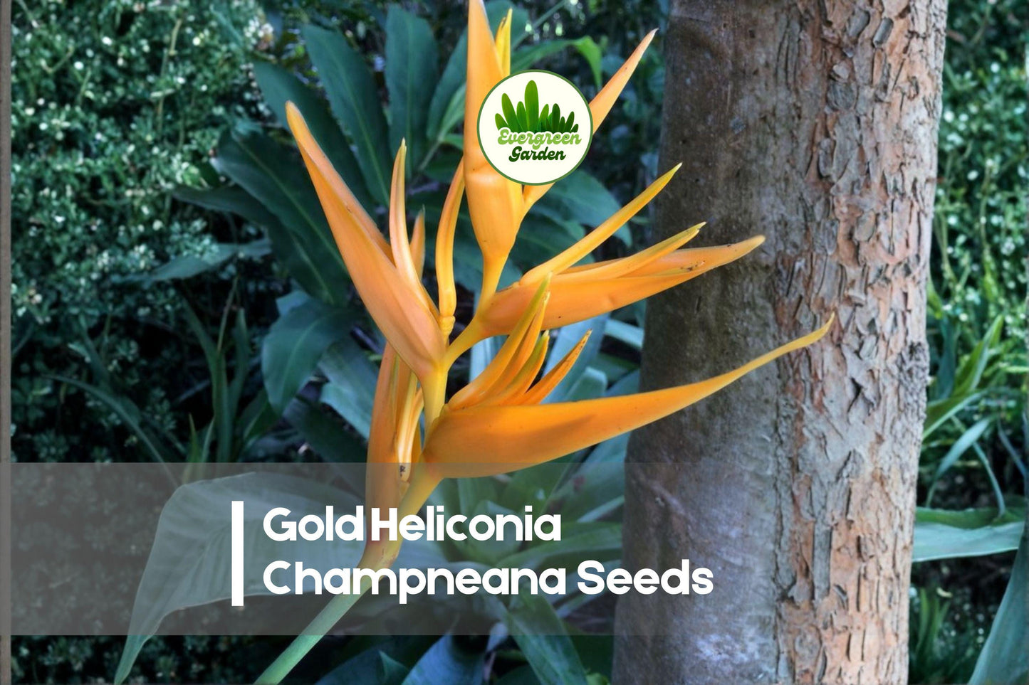Gold Heliconia Seeds, Heliconia champneana, Tropical Perennial, Golden Bracts, Exotic Garden Plant, Container Growing