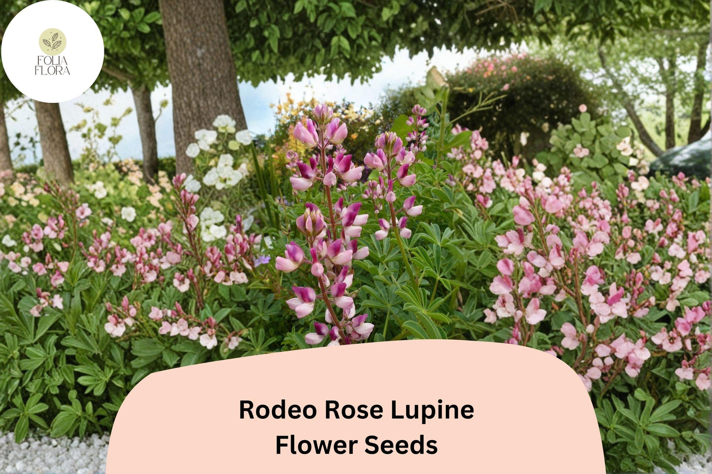 25+ Rodeo Rose Lupine Seeds | Pink-Red Flower Spikes | Vibrant Garden Planting | Lupinus spp.
