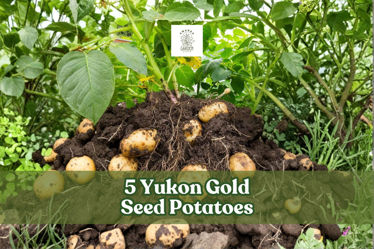 Yukon Gold Seed Potatoes – Non-GMO Starter Tubers for Home Gardening, Roasting, Mashing, Baked, Solanum tuberosum