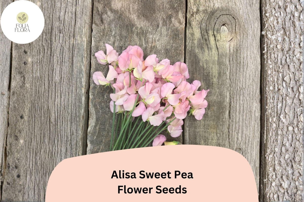 50+ Alisa Sweet Pea Seeds | Fragrant Pink Climbing Flowers | Lathyrus odoratus for Garden Trellises & Cut Flowers