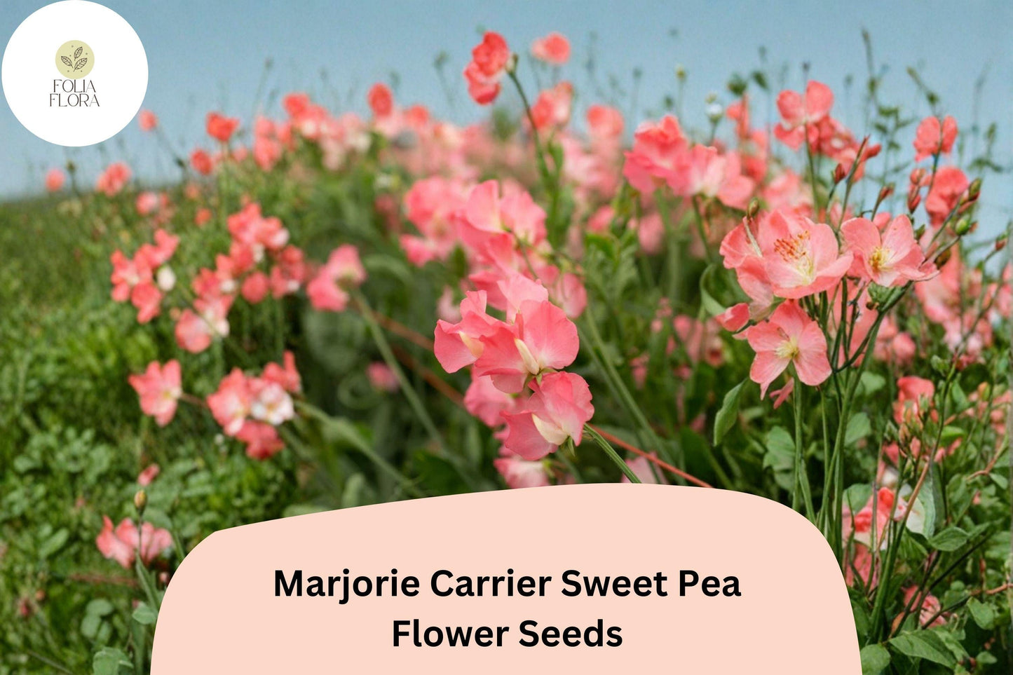 Sweet Pea Seeds, Pink Fragrant Climbing Flowers, Lathyrus odoratus, Marjorie Carrier Variety, 50+ Seeds