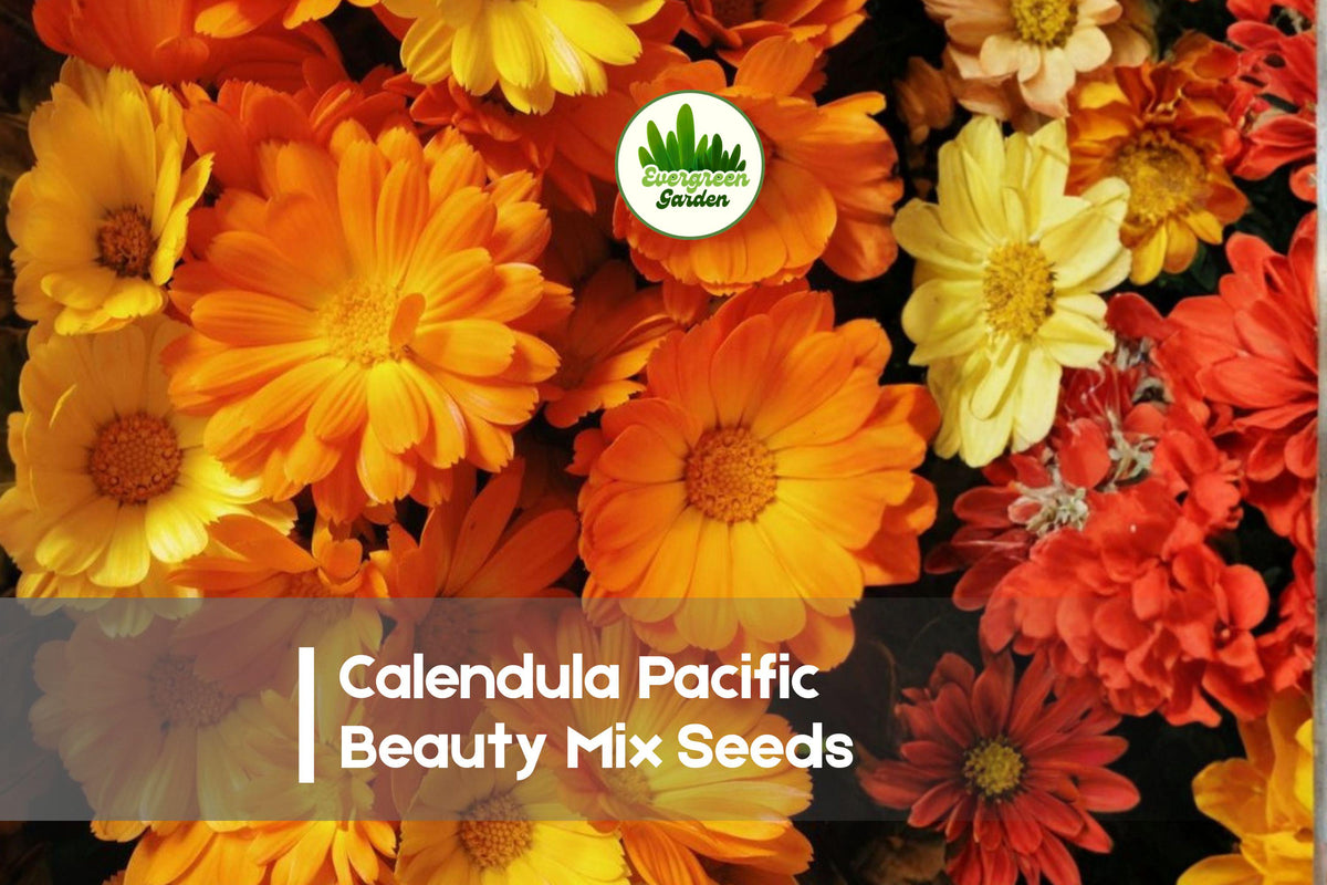 200 Calendula officinalis Pacific Beauty Mix Seeds – Bright Colorful Annual Flower for Gardens, Borders, Pots, Cut Flowers