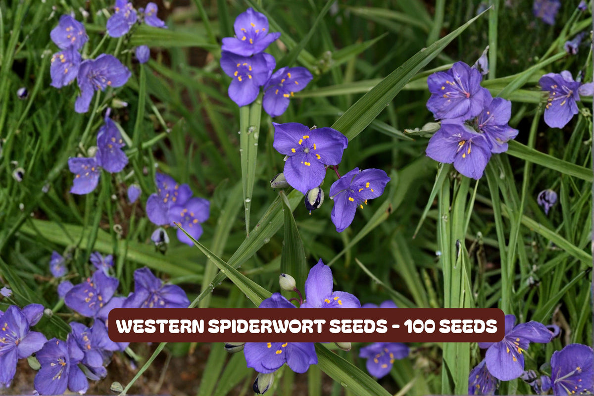 Rocky Mountain Mariposa Lily Seeds - 30 Count, Wildflower, Calochortus gunnisonii, Native Perennial for Gardens and Restoration