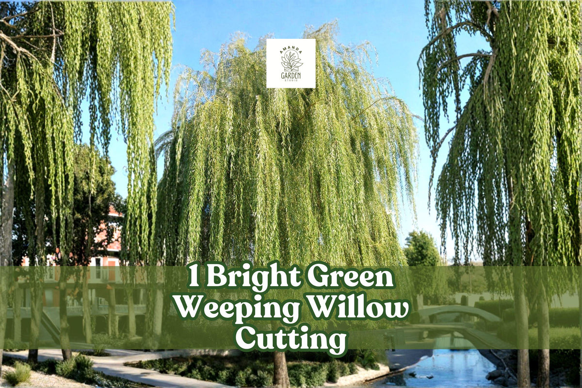 Bright Green Weeping Willow Cutting | Live Rooted Salix babylonica | Fast-Growing Shade Tree for Gardens & Pondsides