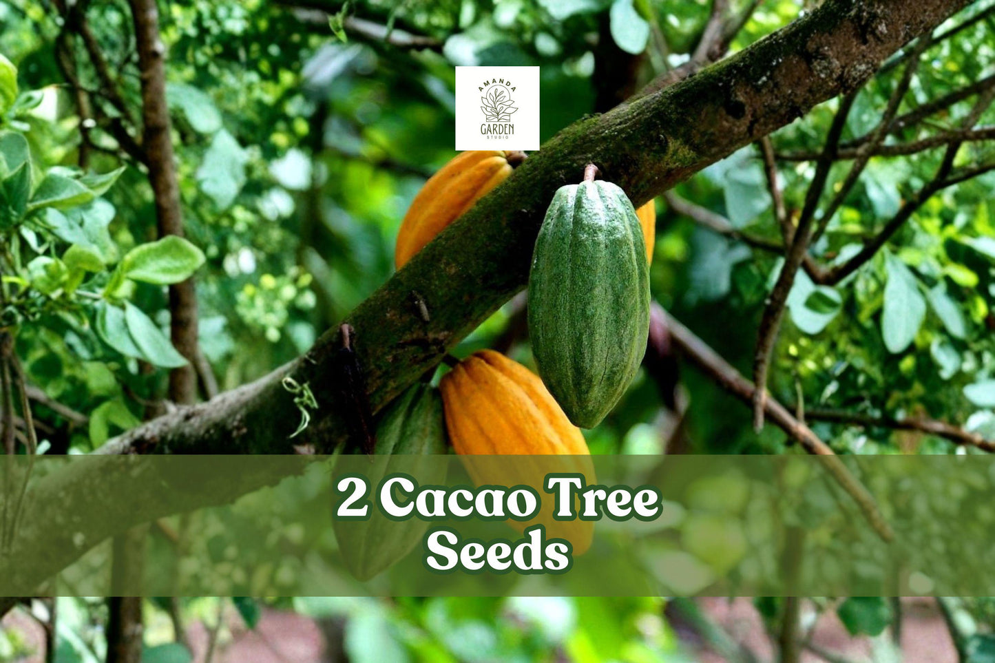 2 Cacao Tree Seeds Theobroma Cacao Exotic Tropical Fruit Plant for Indoor Greenhouse Cultivation