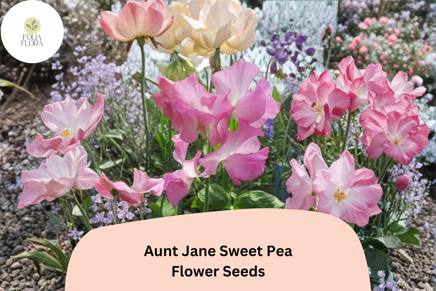 50+ Aunt Jane Sweet Pea Seeds | Pink Heirloom Climbing Flower | Lathyrus odoratus, Annual Garden Seeds