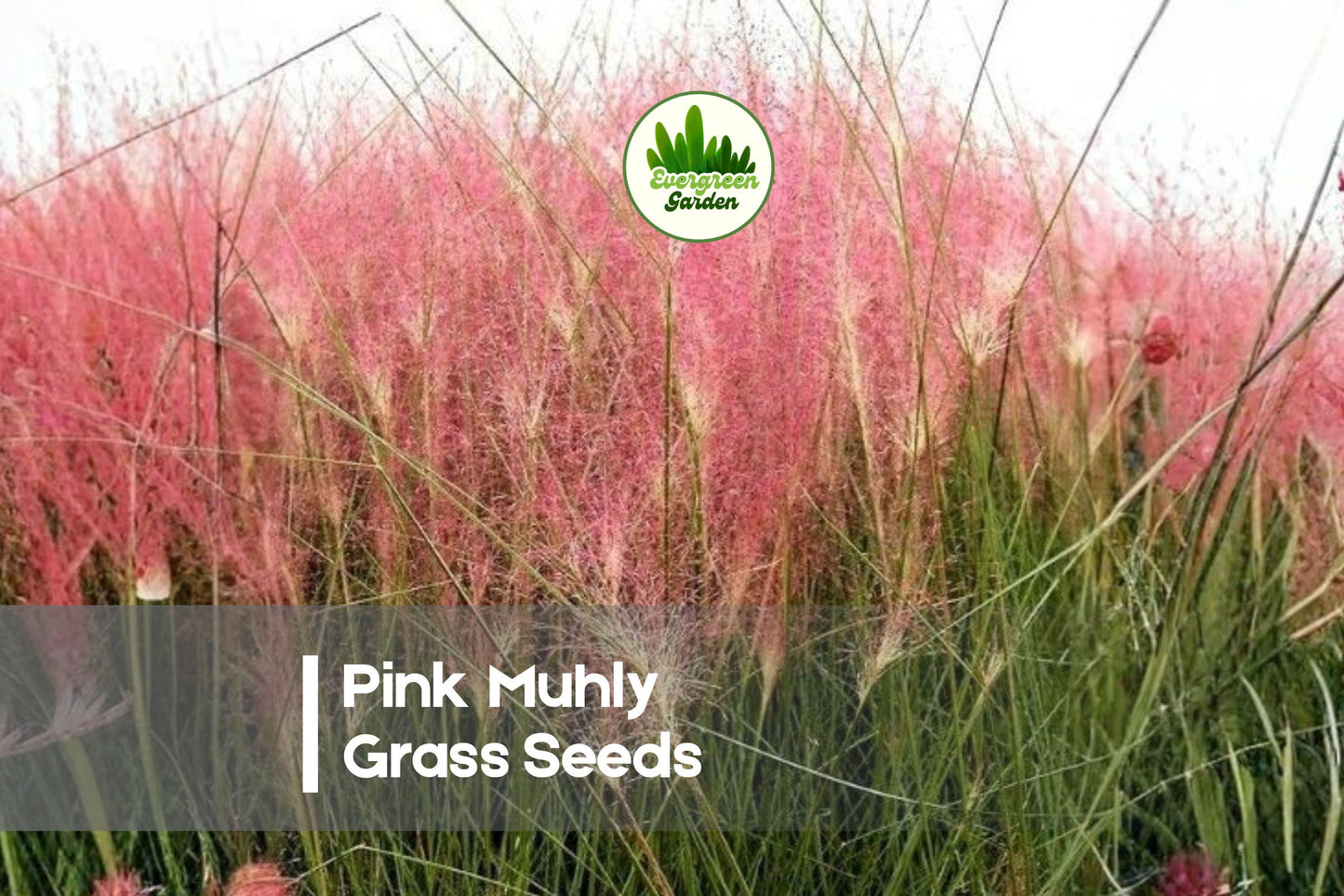 Pink Muhly Grass Seeds - Ornamental Muhlenbergia capillaris for Landscaping, Borders, and Gardens, Drought Tolerant, 30 Seeds