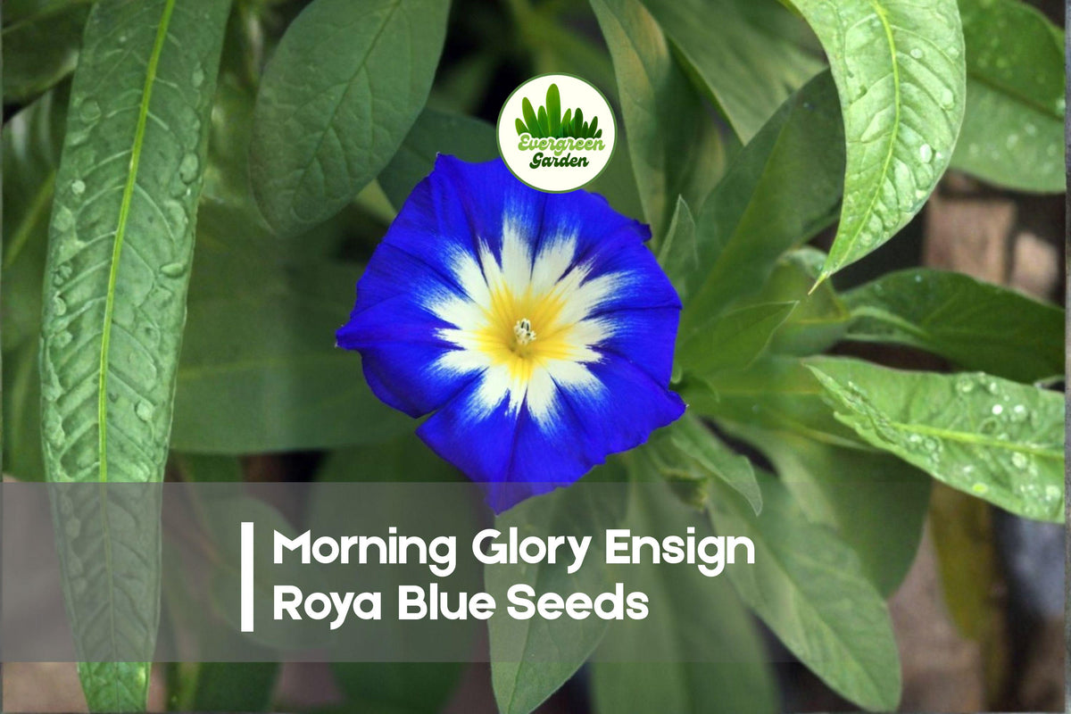 100 Morning Glory Ensign Royal Blue Seeds – Compact Bush-Style Annual Flower, Vibrant Blue Blooms, Convolvulus tricolor