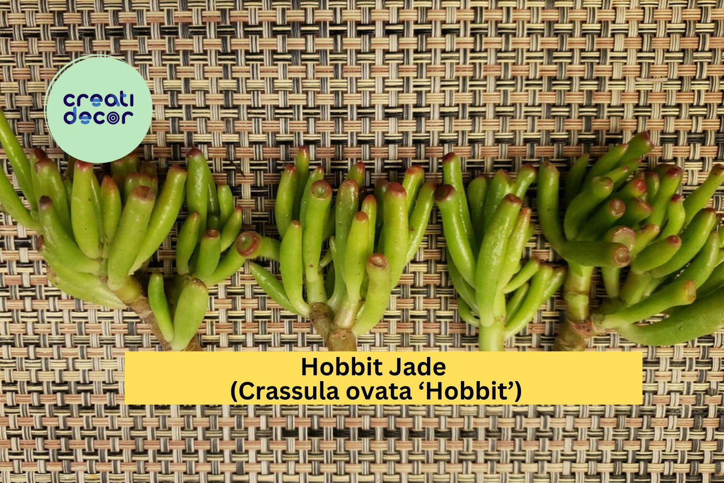 Hobbit Jade Succulent Cutting 4" – Crassula ovata ‘Hobbit’ – Finger Jade Gollum Type for Propagation