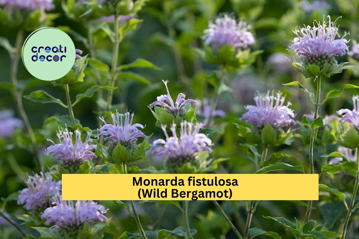 Monarda Fistulosa Seeds (100) | Wild Bergamot Native Perennial | Pollinator-Friendly Lavender Pink Flowers