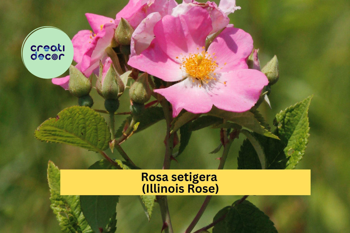 Rosa setigera Seeds – Native Illinois Climbing Prairie Rose, Pollinator-Friendly Wild Rose for Fences & Meadows, 30 Seeds