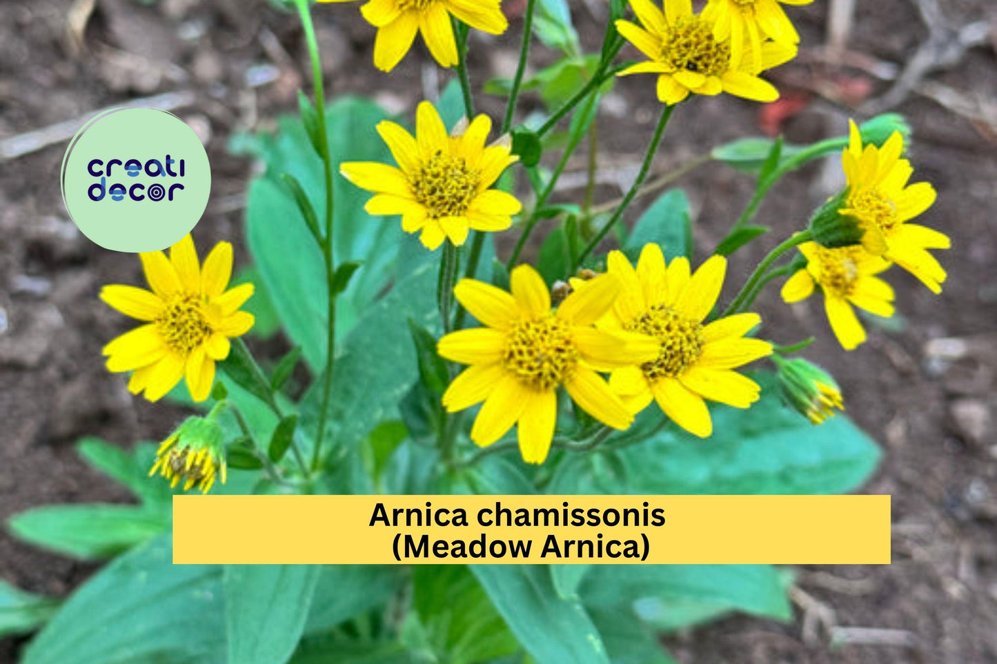 Arnica Chamissonis Seeds – Meadow Arnica Perennial, Yellow Wildflower for Pollinator Gardens, Native Herbaceous Plant, 100 Seeds