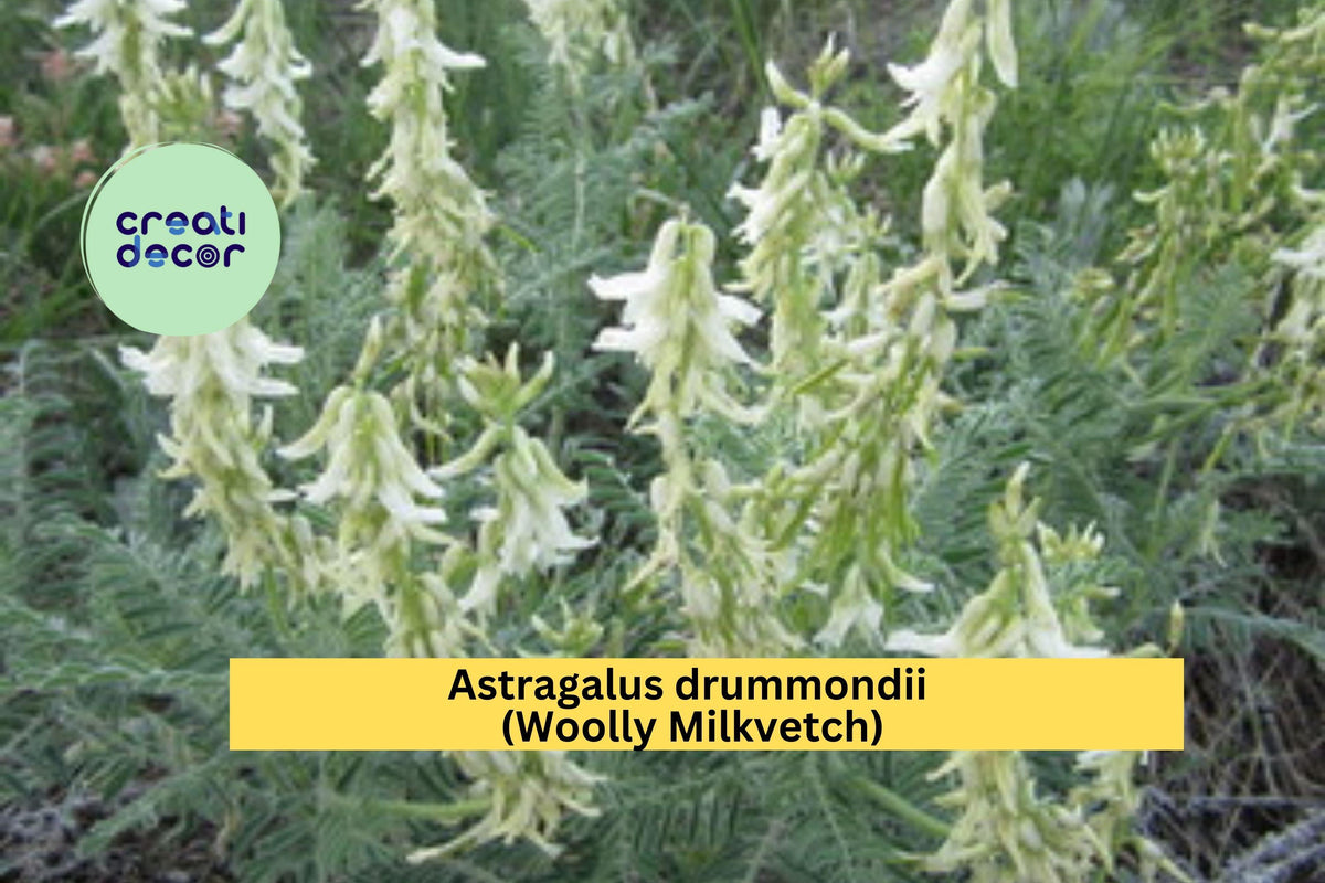 Astragalus drummondii Seeds – Woolly Milkvetch, Native Perennial Legume for Dry Prairies & Slopes, Drought-Tolerant Wildflower, 30 Seeds
