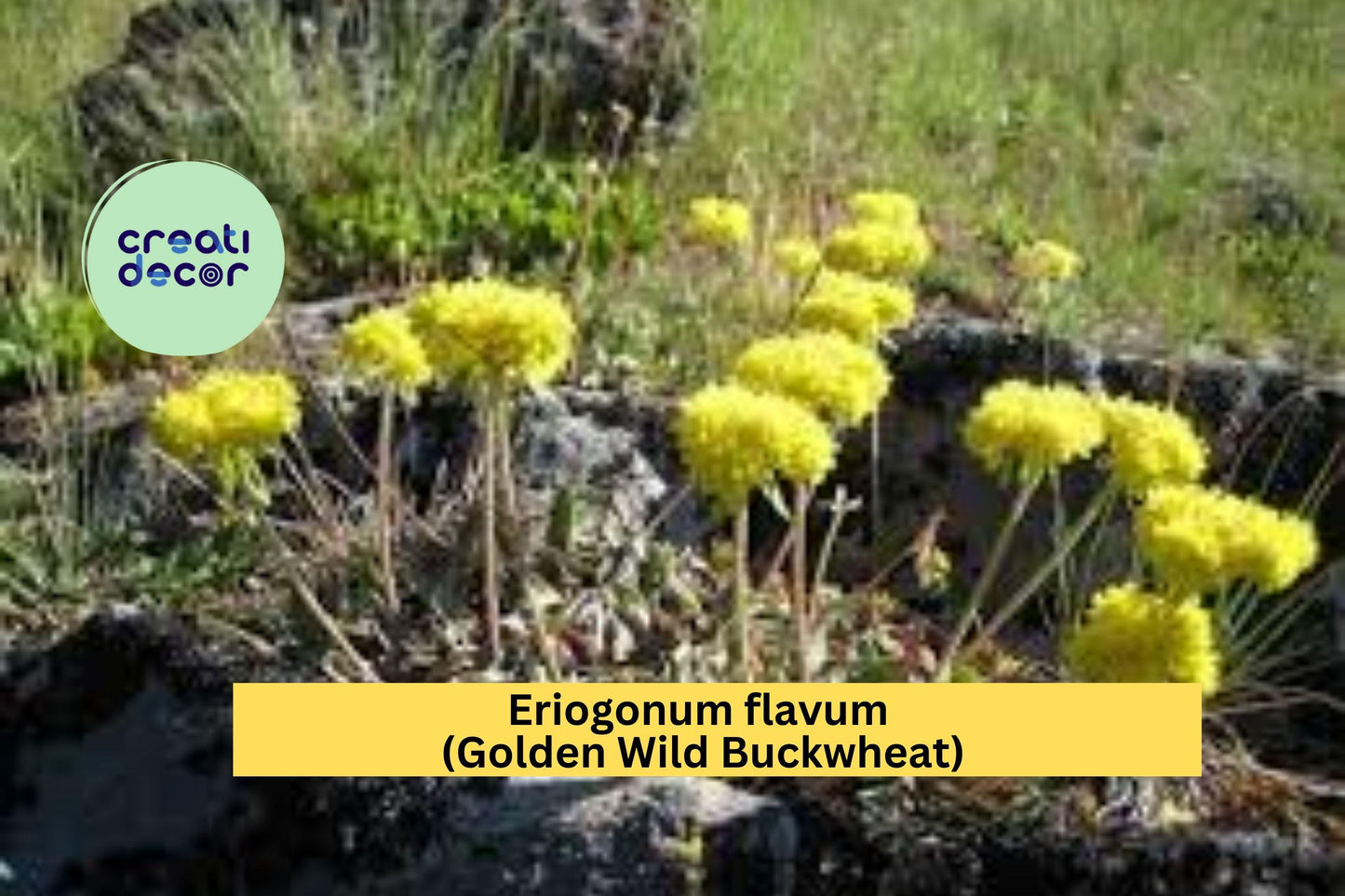 Eriogonum Flavum Seeds – Golden Wild Buckwheat Native Perennial for Rocky Soils, Drought-Tolerant Pollinator Plant, 50 Seeds