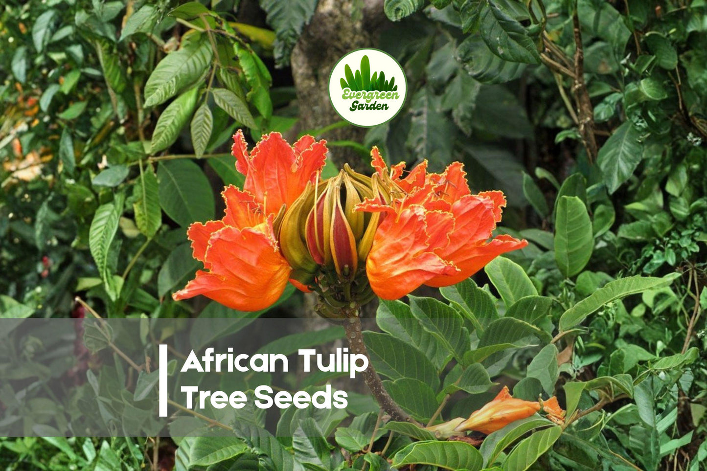 African Tulip Tree Seeds – 30 Premium Spathodea campanulata Flowering Tree Seeds for Tropical Gardens and Landscaping