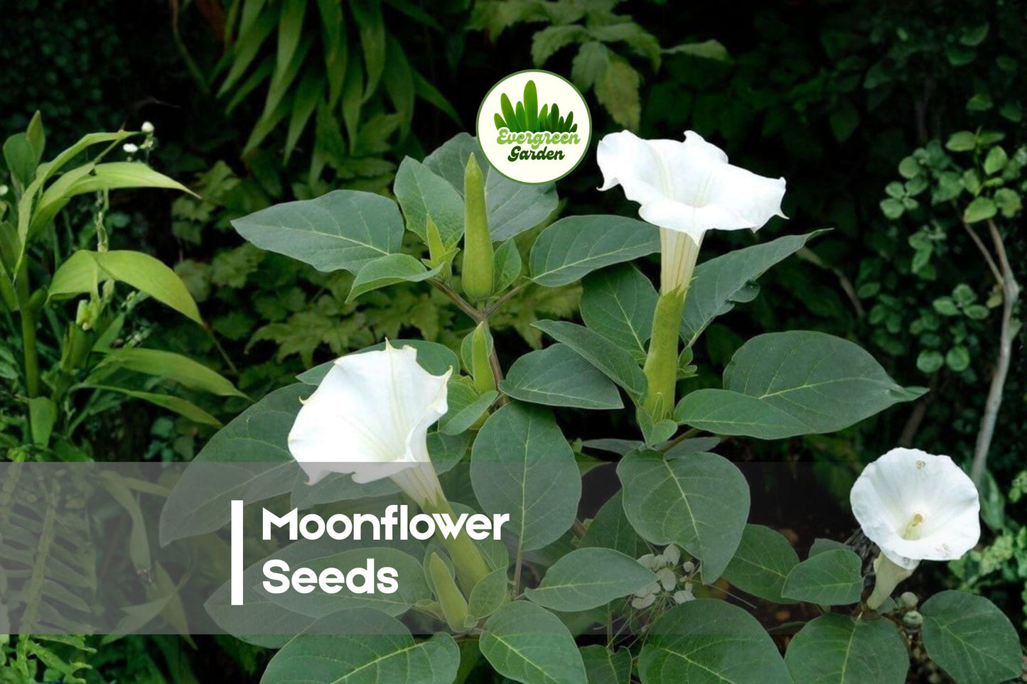 50 Moonflower Seeds - Night-Blooming Climbing Vine with Large White Flowers, Ipomoea alba for Trellises & Gardens