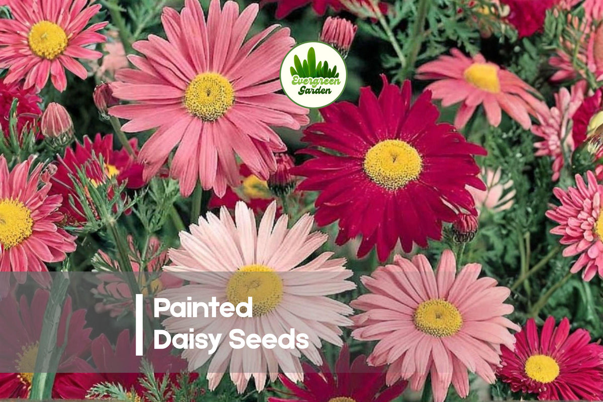 2,500 Painted Daisy Seeds | Vibrant Mixed Colors | Easy to Grow Perennial Flower | Tanacetum coccineum
