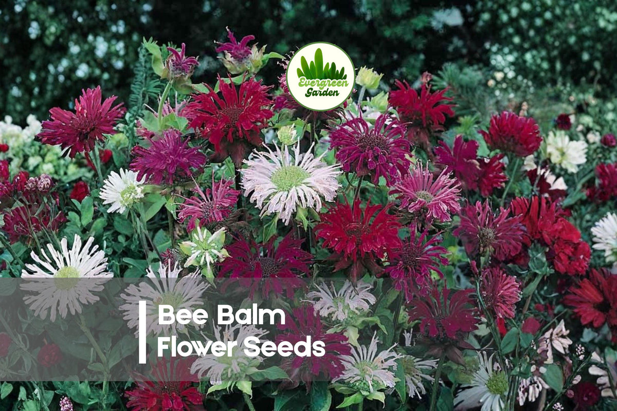 50 Bee Balm Flower Seeds - Monarda didyma, Bright Colorful Blooms, Pollinator-Friendly Perennial for Gardens
