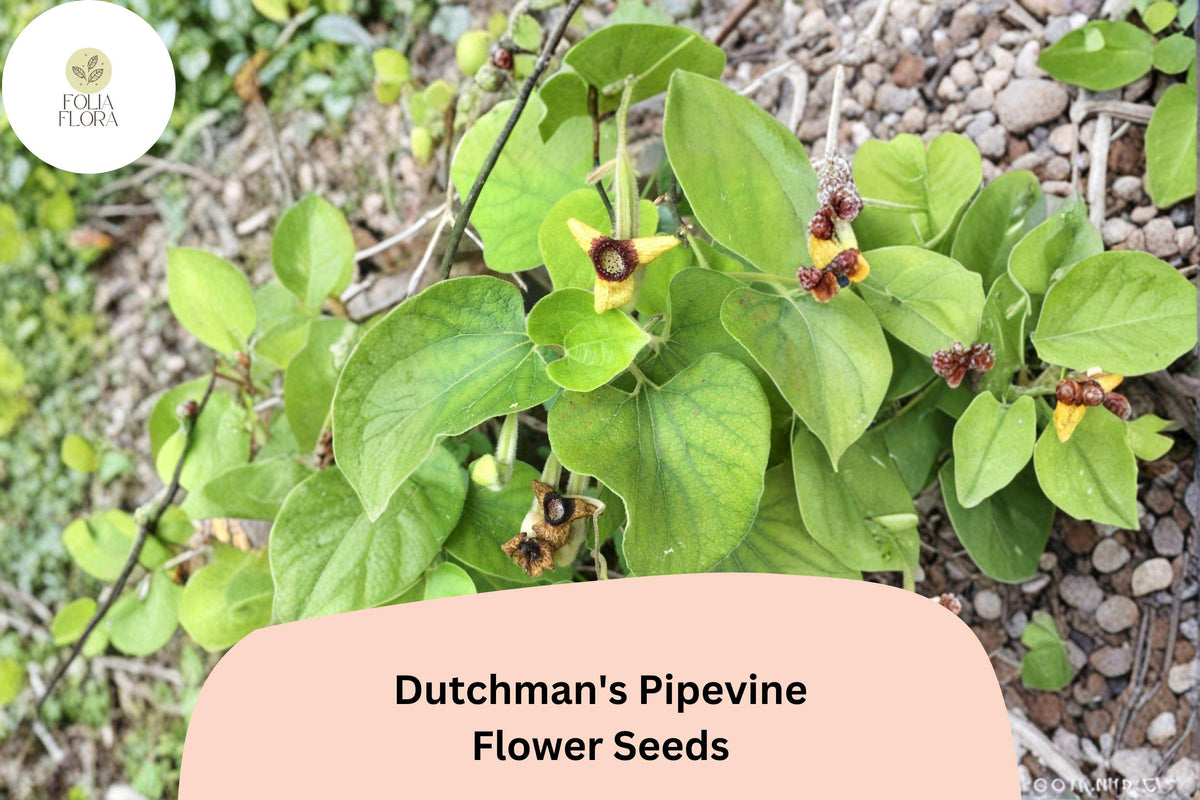 Aristolochia tomentosa Seeds | Dutchman’s Pipevine Climbing Vine | Heart-Shaped Leaves & Pipe-Shaped Blooms