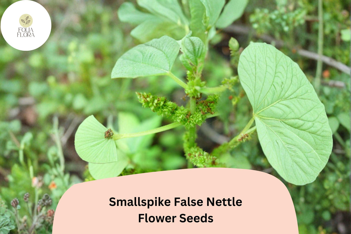 100+ Boehmeria cylindrica Seeds | Native Wetland Perennial for Shade & Rain Gardens | Smallspike False Nettle