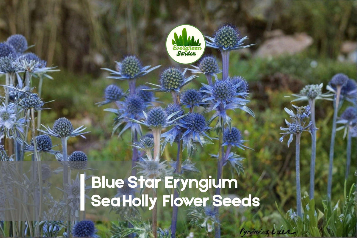 Blue Star Sea Holly Flower Seeds - 25 Pack Eryngium, Drought Tolerant Perennial for Borders & Cut Flowers
