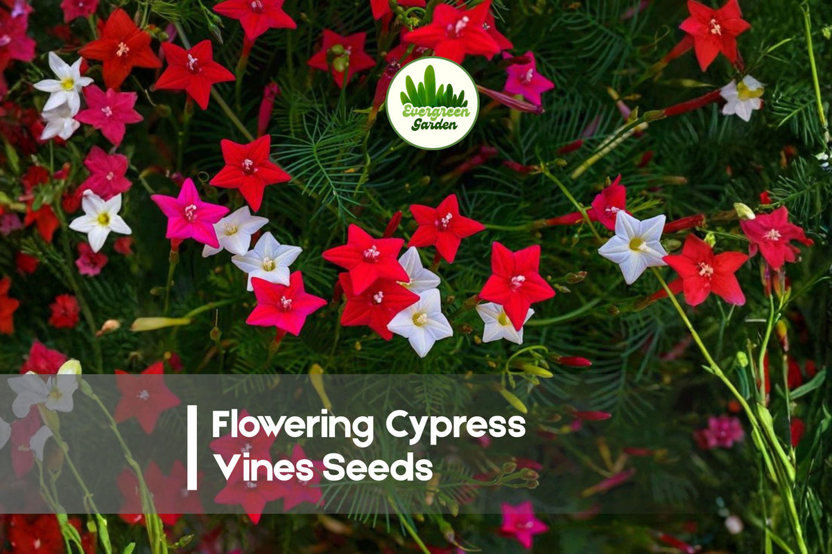 50 Cypress Vine Seeds - Star-Shaped Ipomoea quamoclit Climbing Flowering Vine for Fences & Trellises