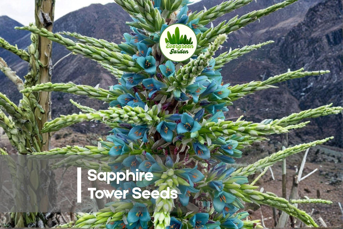 10 Sapphire Tower Puya alpestris Seeds - Rare Ornamental Plant with Turquoise-Blue Flowers, Drought Tolerant, Exotic Perennial