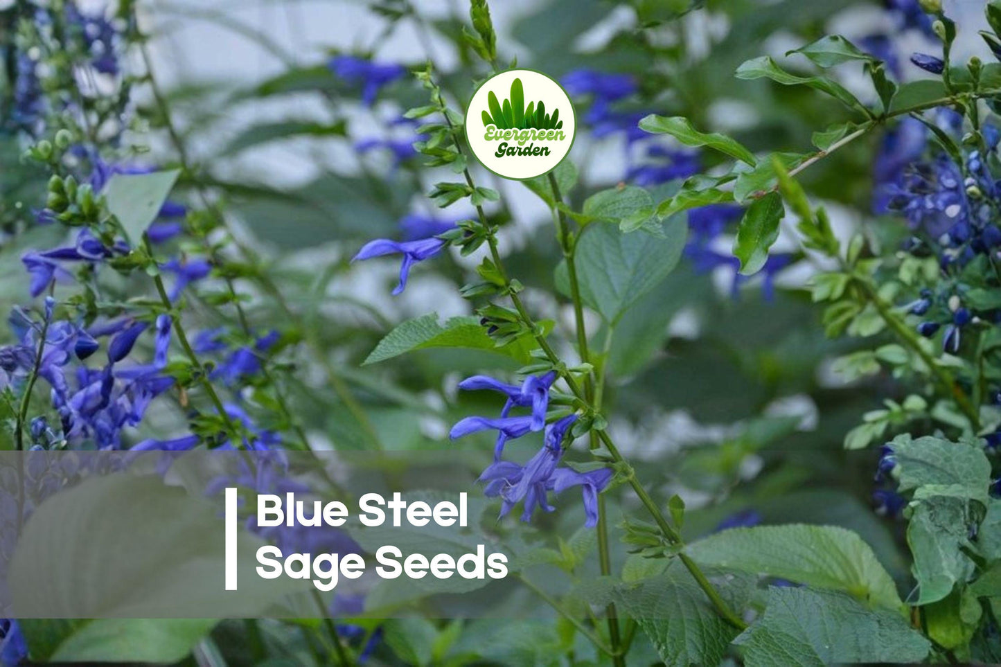 Blue Steel Sage Seeds - 50 Pack, Salvia farinacea, Drought Tolerant, Pollinator Friendly, Perennial/Annual for Borders & Garden Beds