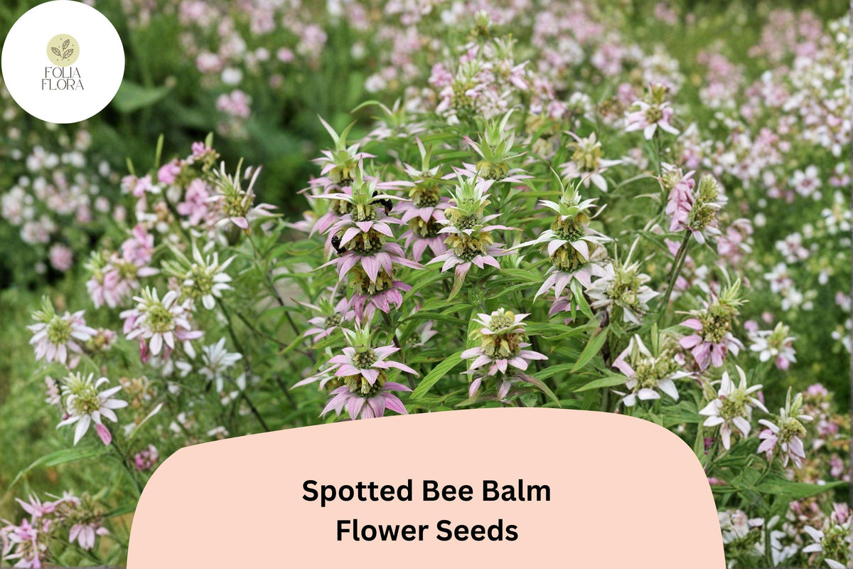 Monarda punctata Spotted Bee Balm Seeds | Native Wildflower for Pollinator Gardens & Prairie Landscaping