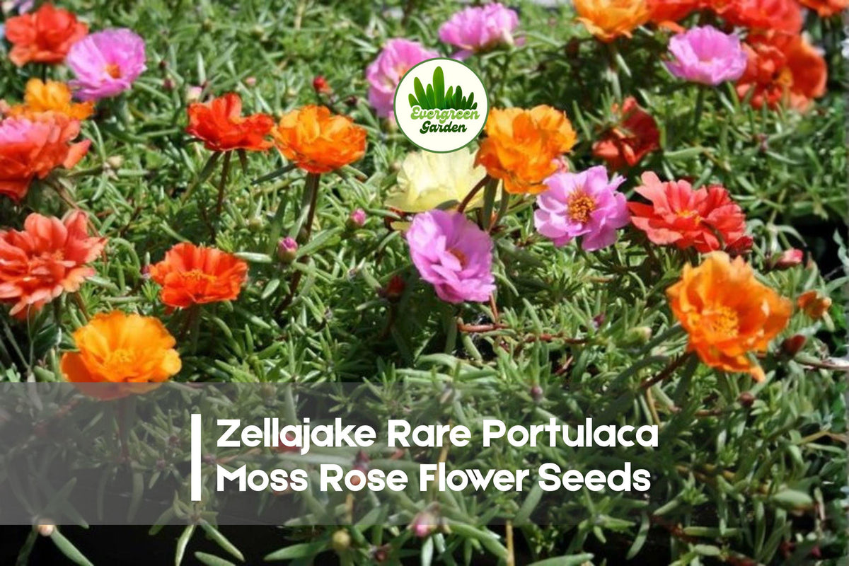 Zellajake Rare Portulaca Moss Rose Flower Seeds - Happy Trails Portulaca grandiflora, Trailing, Drought Tolerant, Bright Colorful Blooms