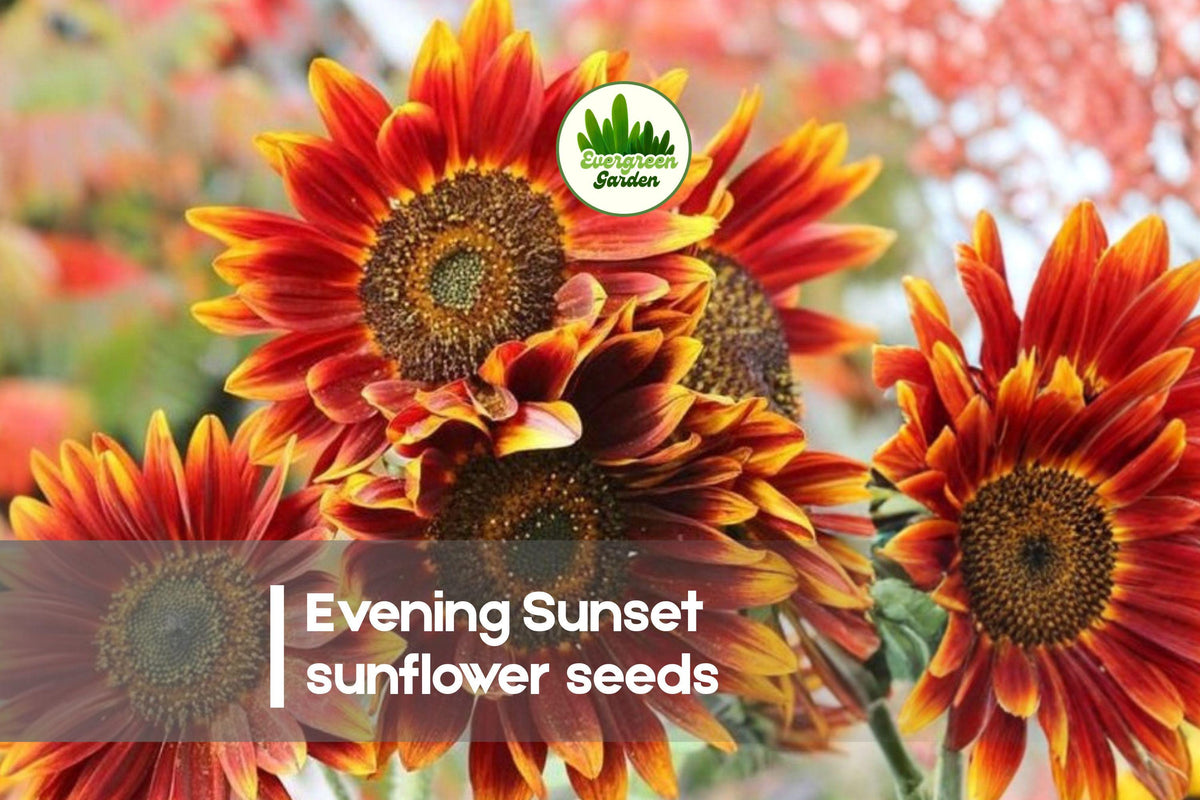 Sunflower Seeds + 25+ Evening Sunset Blend + Warm Sunset Colors + Helianthus annuus