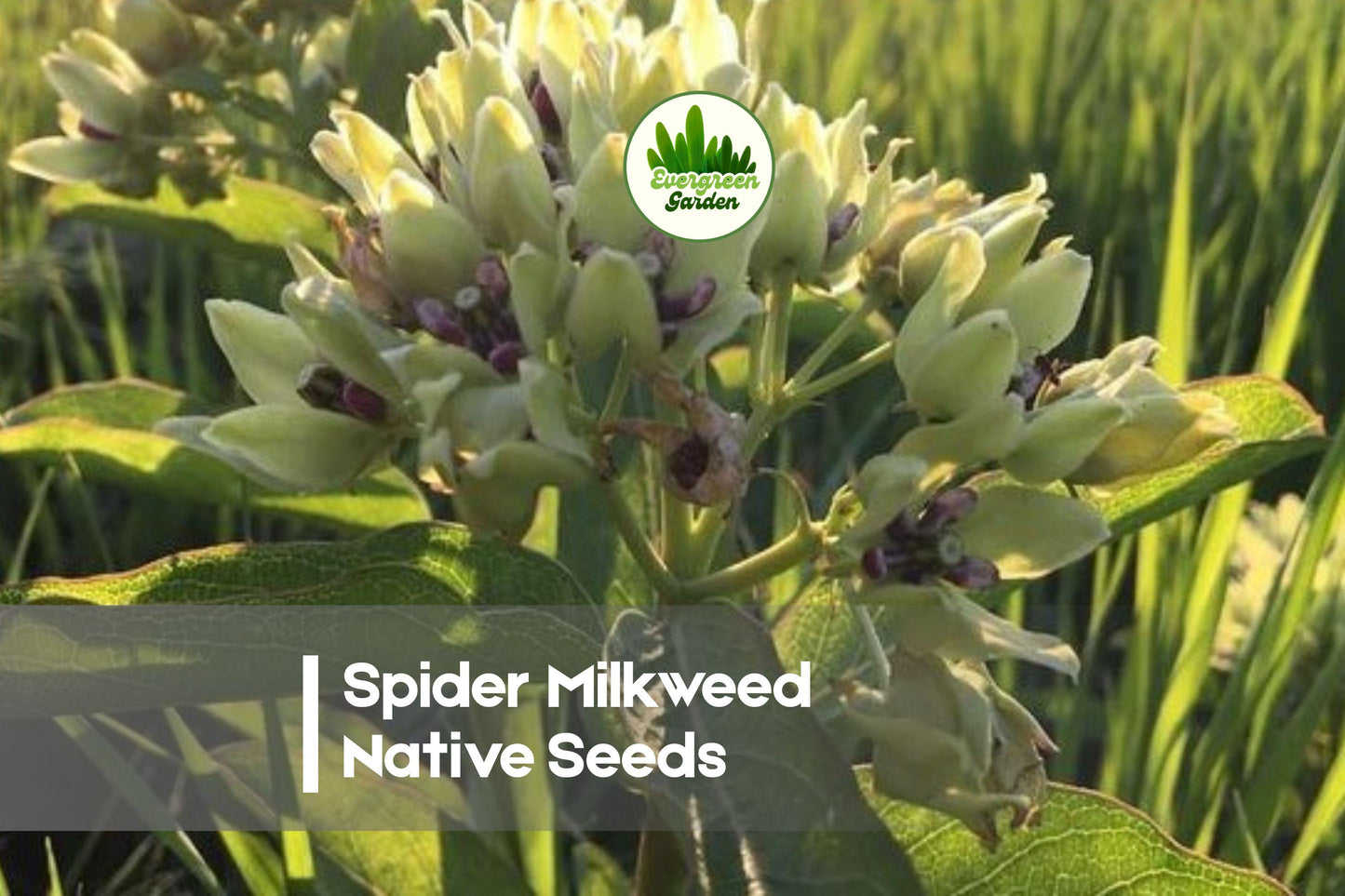 Spider Milkweed Seeds - Native Wildflower Pack of 50, Asclepias viridis, Star-Shaped Blooms, Pollinator & Wildlife Garden Plant