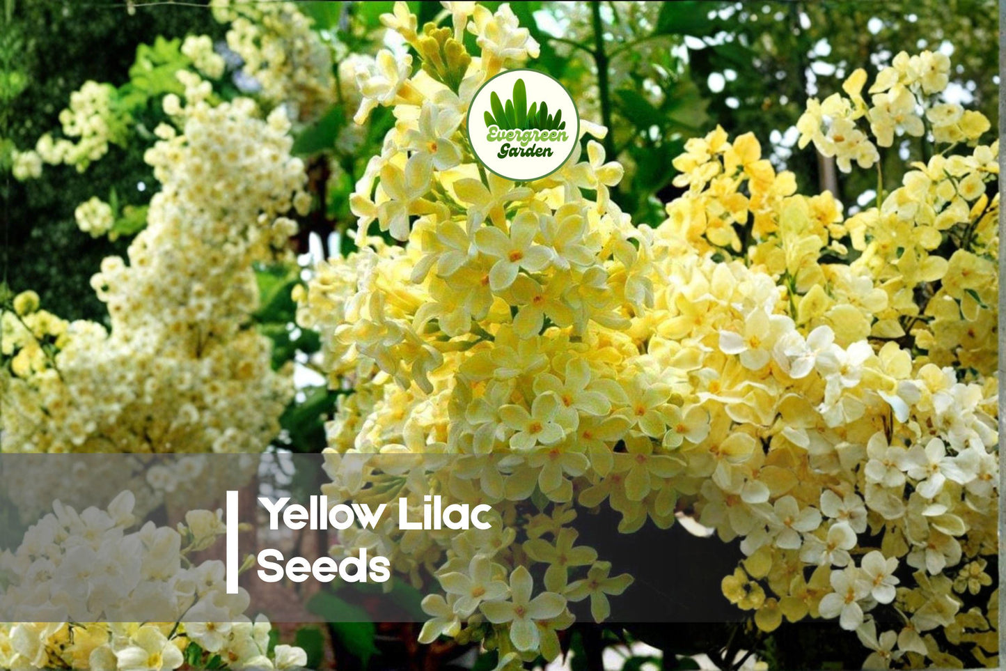 Yellow Lilac Seeds - 50 Pack, Syringa species, Ornamental Small Tree for Bonsai, Landscaping & Garden Use