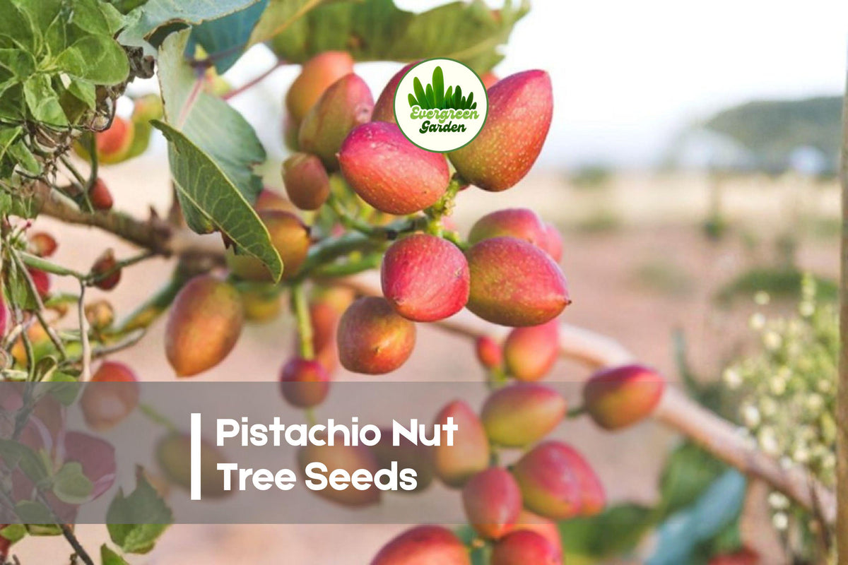 Pistachio Nut Tree Seeds – 6 True Pistacia vera for Growing, Ornamental, Drought Tolerant, Warm Climate