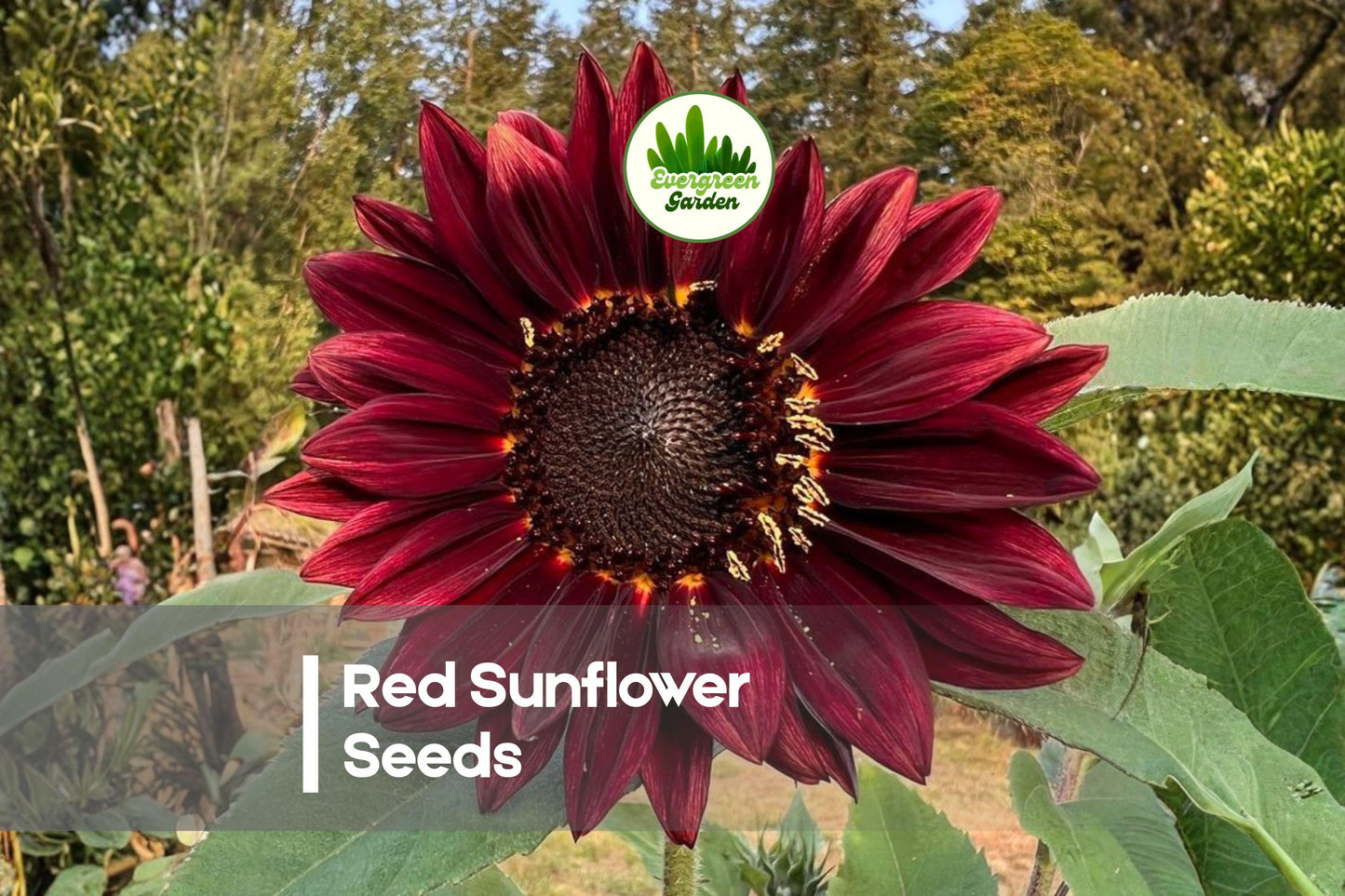 Red Sunflower Seeds – Helianthus annuus, Bright Burgundy Blooms, Annual, Easy Grow, Pollinator Attracting, Full Sun