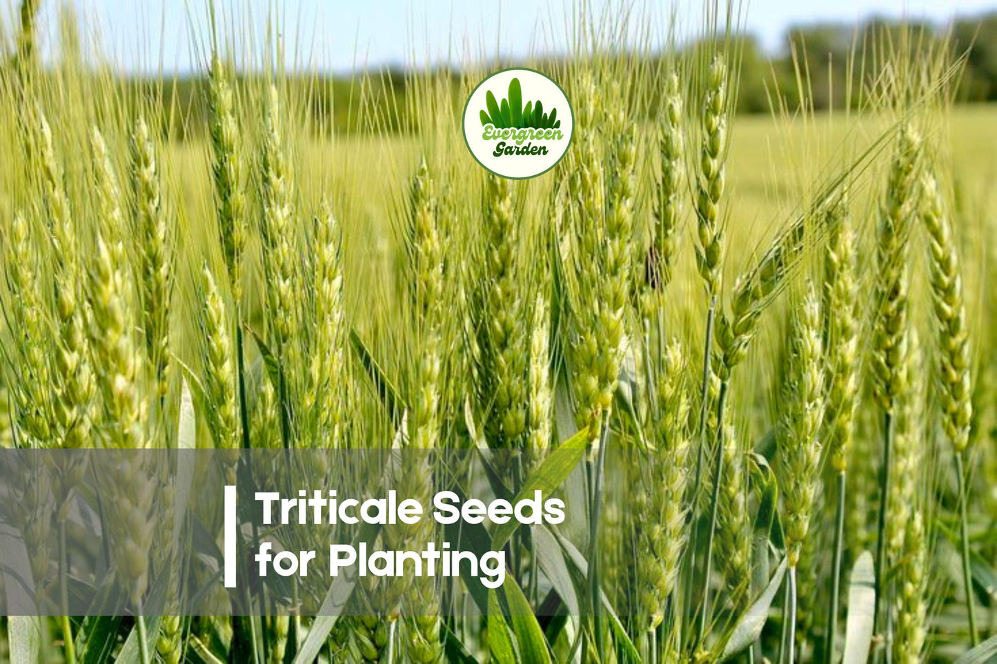 Triticale Seeds for Planting – Premium Hybrid Grain, Cover Crop, × Triticosecale