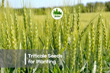Triticale Seeds for Planting – Premium Hybrid Grain, Cover Crop, × Triticosecale