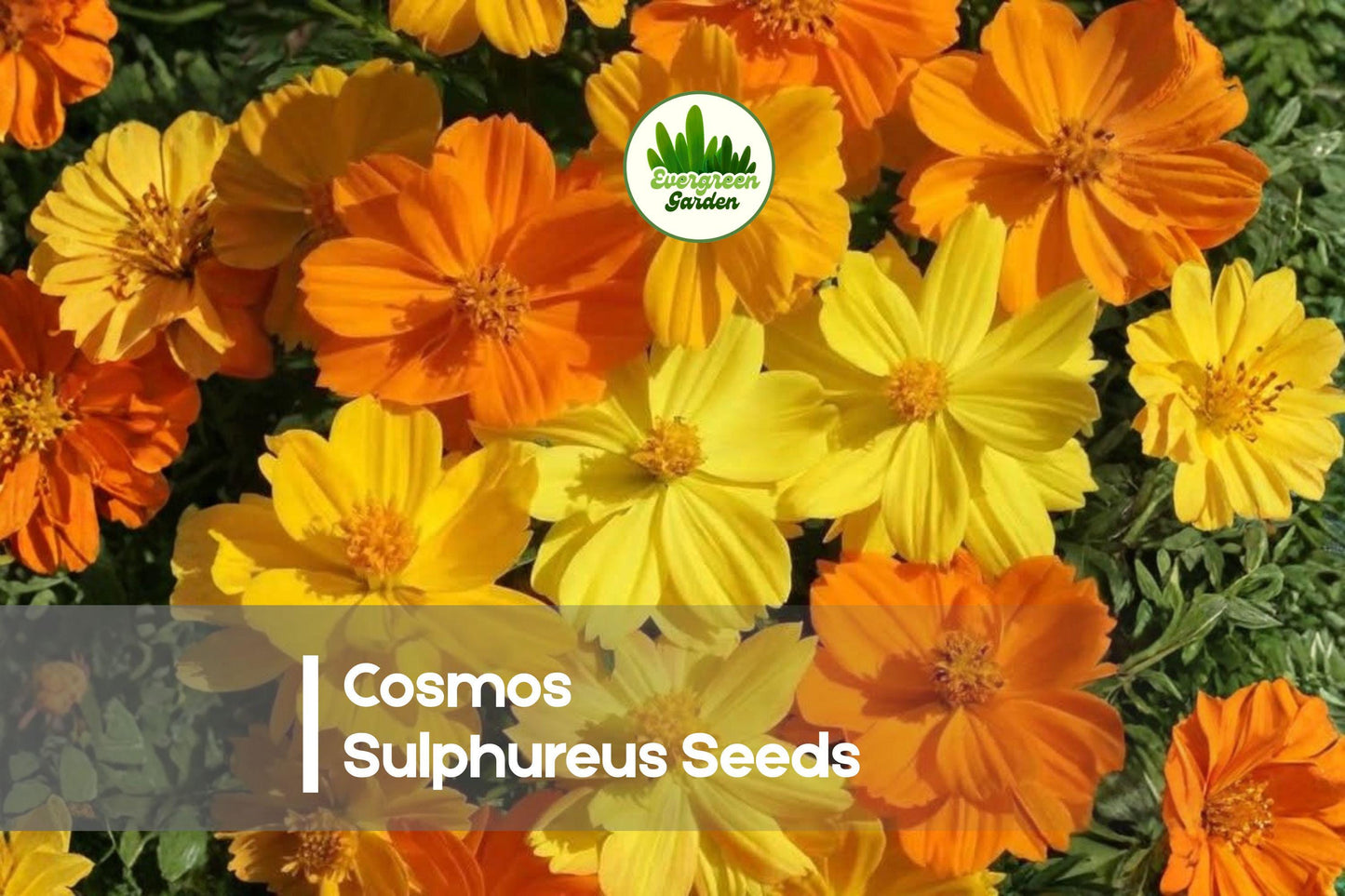 1000 Cosmos sulphureus Seeds - Bright Lights Mix, Vibrant Yellow, Orange & Red Annual Flowers for Borders, Beds & Wildflower Gardens